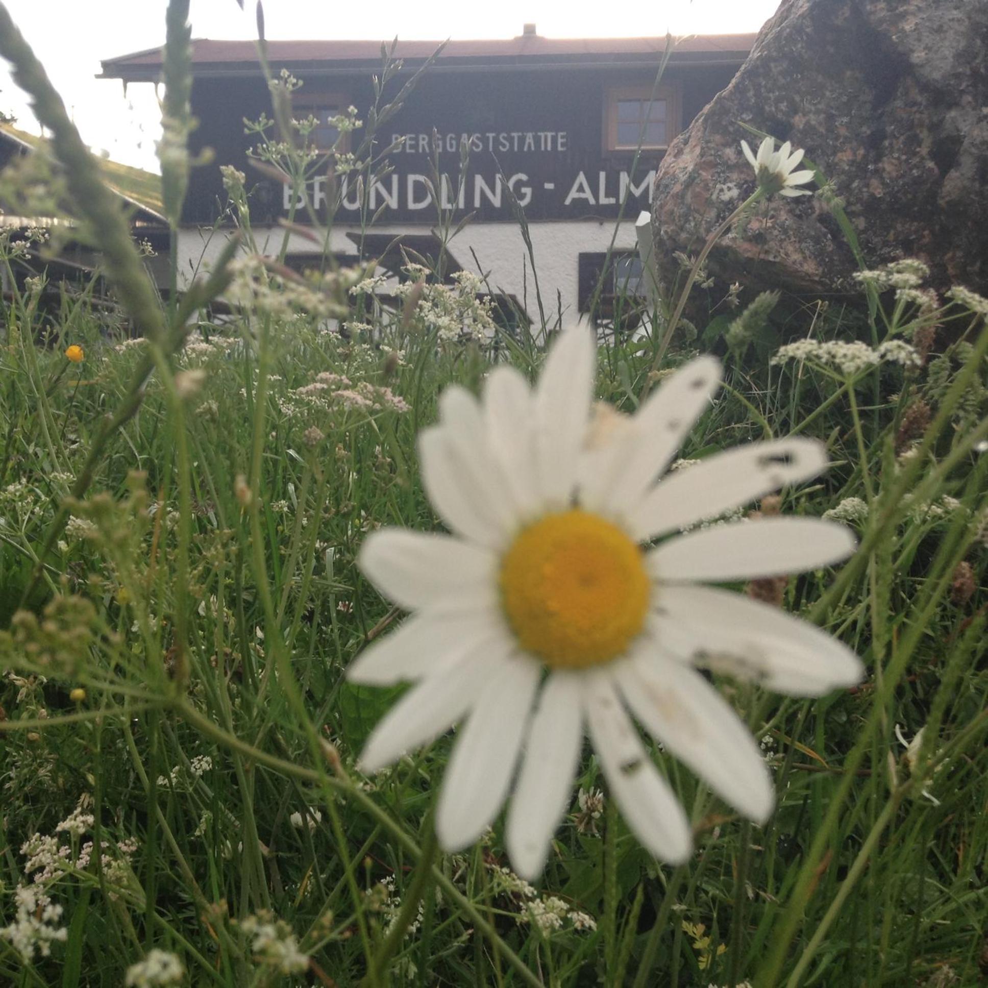 Bruendling-Alm Berggasthof Auf 1167M Auf Dem Hochfelln Bergen  Zewnętrze zdjęcie
